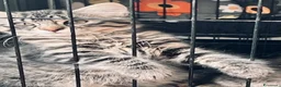 Europeo gatti in regalo: Gattini  - Annuncio 5
