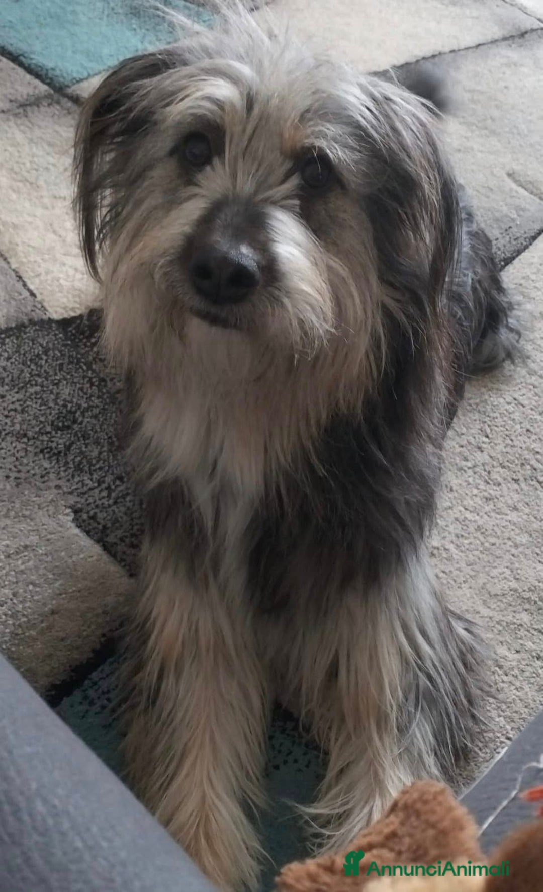 Meticcio cani in regalo: LA DOLCISSIMA E BELLISSIMA JOEY - Annuncio 1