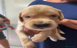 Golden Retriever cani in vendita: Cuccioli di golden retriever a Provincia di Pavia - Immagine 5