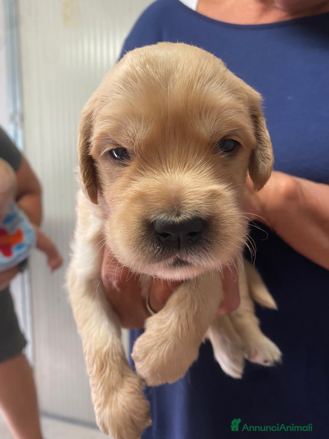 Golden Retriever cani in vendita: Cuccioli di golden retriever a Provincia di Pavia - Immagine 5