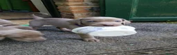 Weimaraner cani in vendita: WEIMARANER splendidi cuccioli  - Annuncio 9