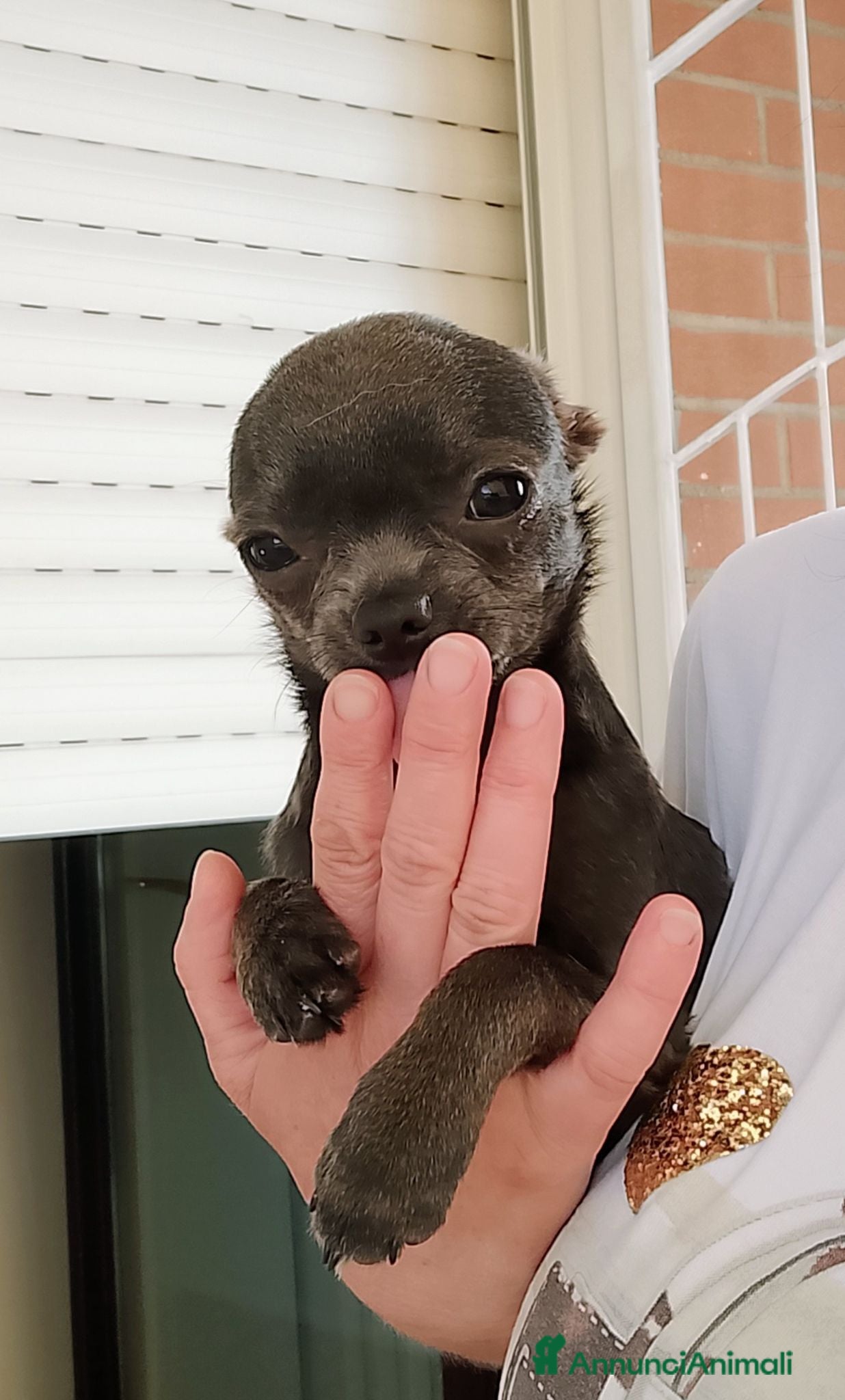 Chihuahua cani Chihuahua pedigree ENCI  - Annuncio 3
