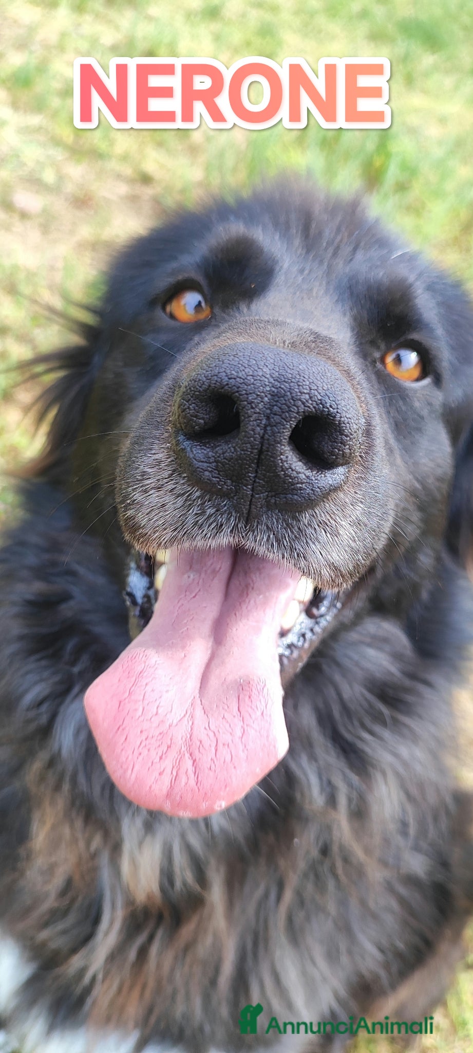 Meticcio cani Nerone nessuno ti vuole perché sei nero - Annuncio 12