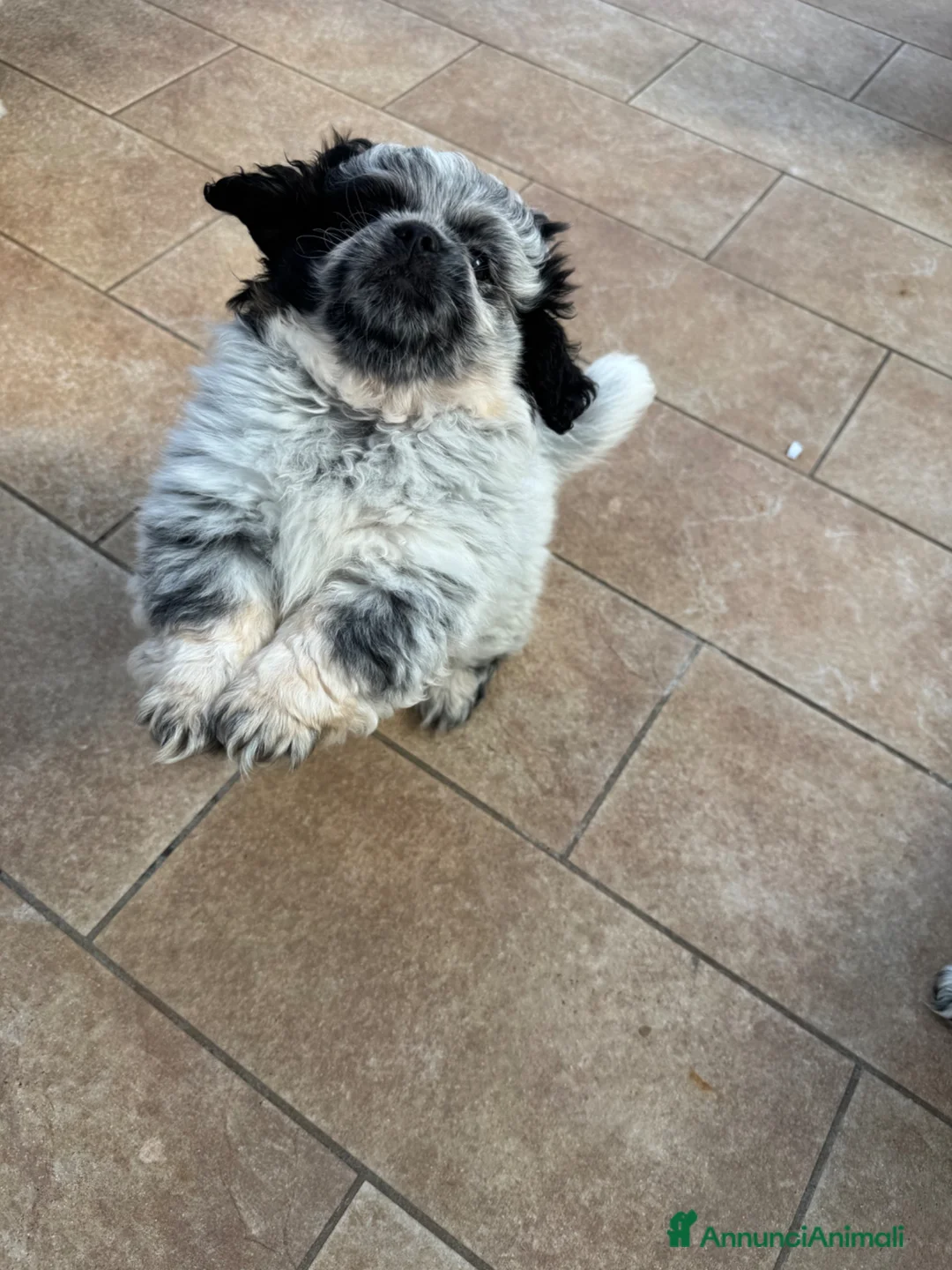 Pechinese cani in vendita: Cuccioli pechinese  - Annuncio 6