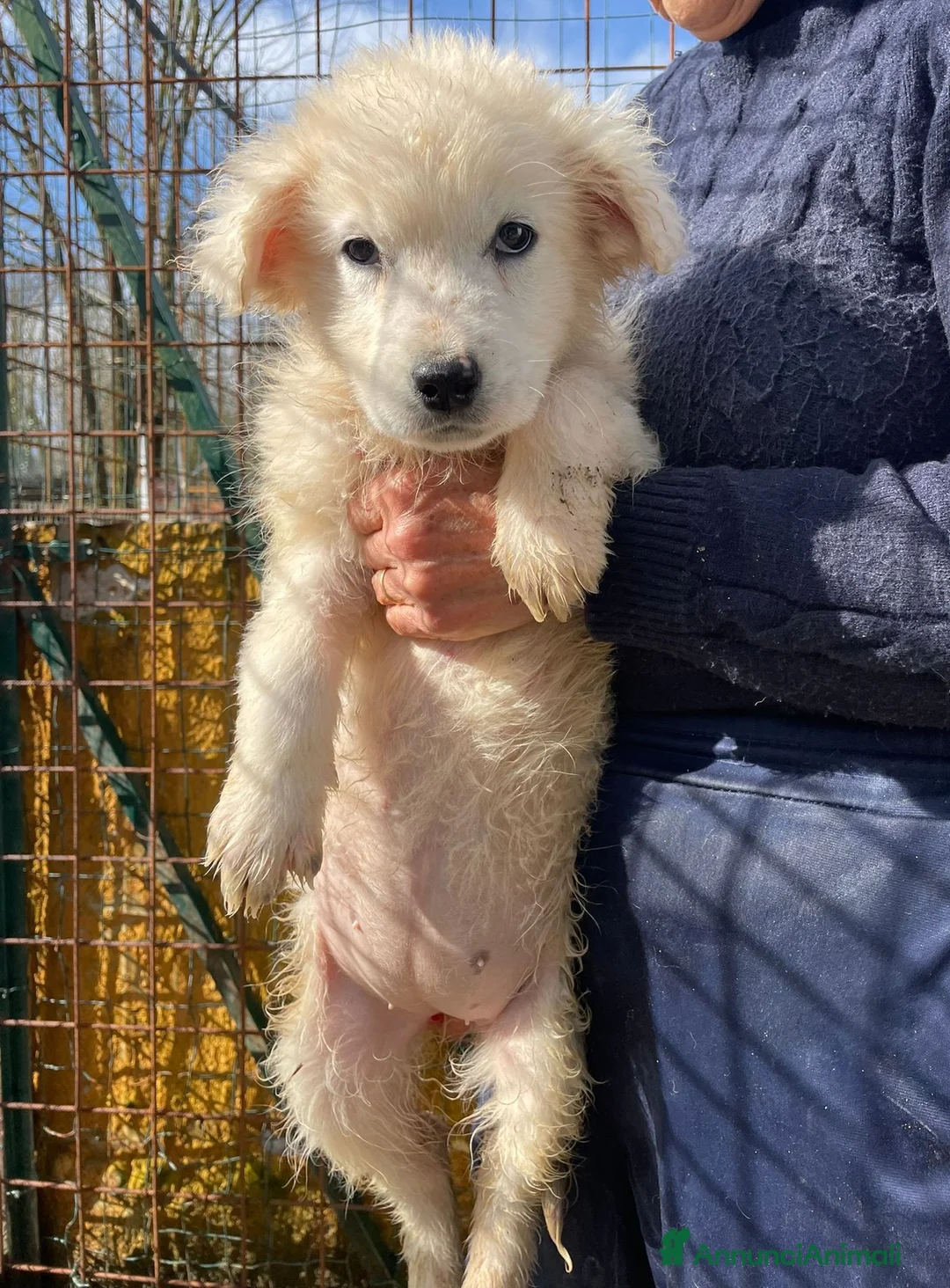Meticcio cani in regalo: TENERA CUCCIOLOTTA BIANCA - Annuncio 2