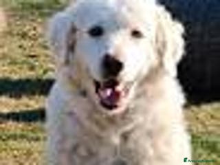 Meticcio cani Peter, un anno, buono anche con i gatti - Annuncio 7