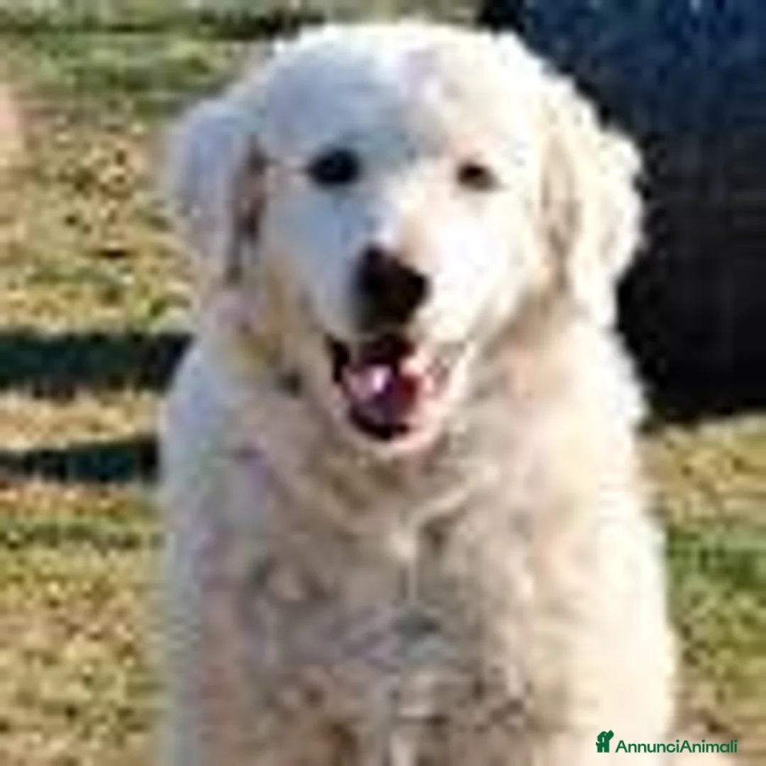 Meticcio cani in regalo: Peter, un anno, buono anche con i gatti - Annuncio 1