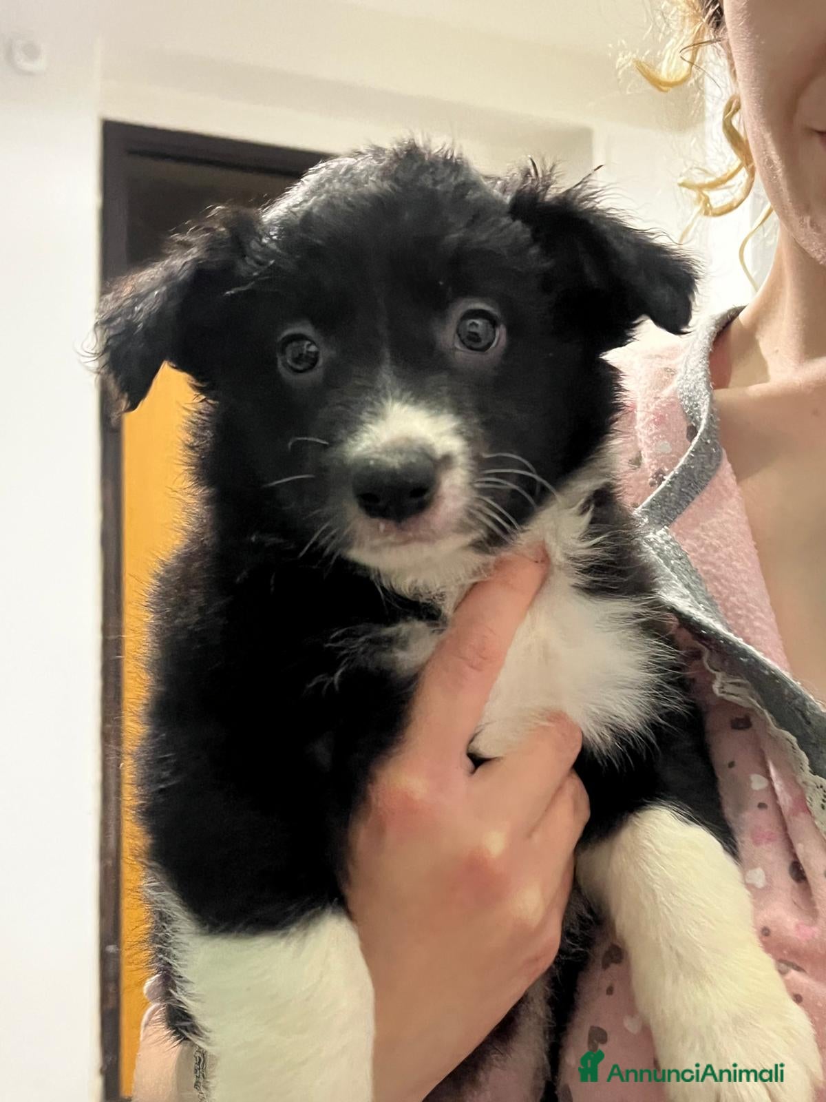 Border Collie cani in vendita: Cuccioli di Border collie  - Annuncio 3