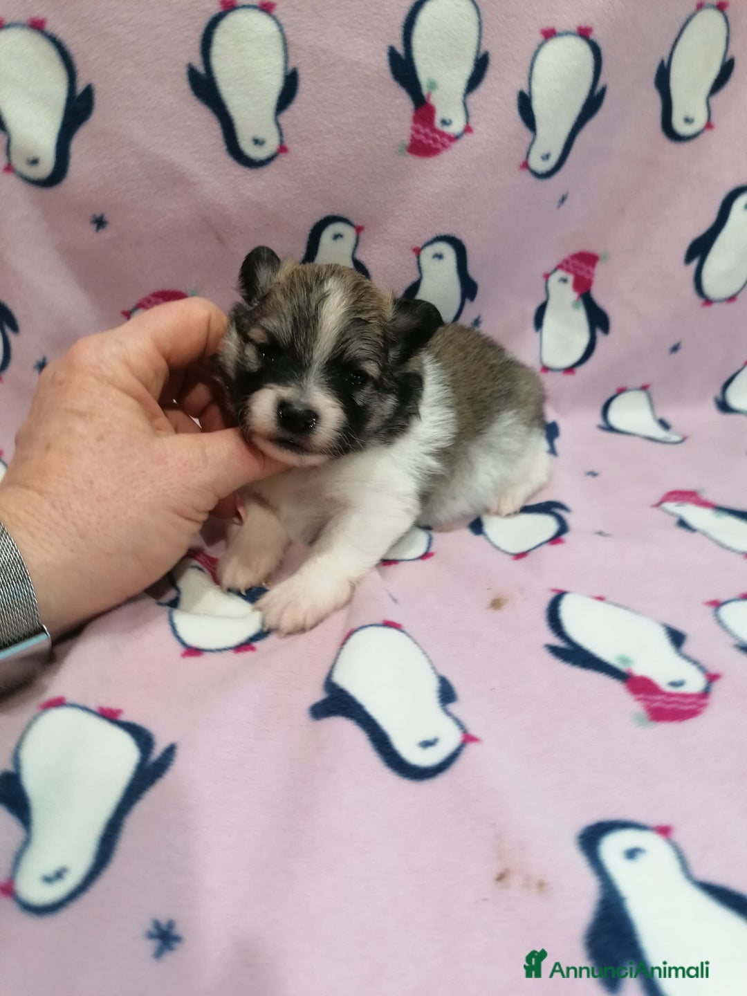 Volpino Pomerania cani in vendita: Volpino Pomerania  - Annuncio 19