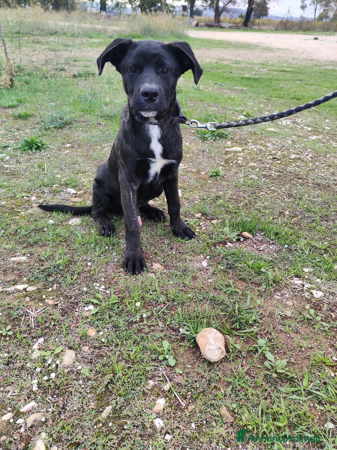 Altre razze cani in regalo: KARL, STEFY, CHARLOTTE, GENNY E GENNARINO - Annuncio 6