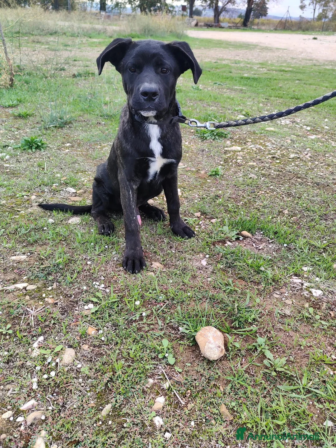 Altre razze cani in regalo: KARL, STEFY, CHARLOTTE, GENNY E GENNARINO - Annuncio 6