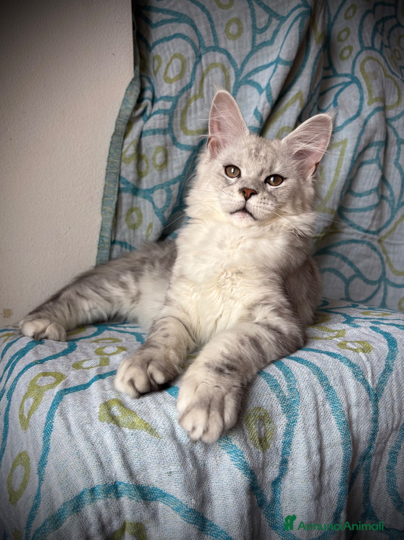 Maine Coon gatti Splendida cucciola di Maine coon - Annuncio 22