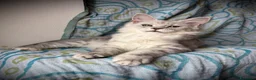 Maine Coon gatti in vendita: Splendida cucciola di Maine coon a Provincia di Verona - Annuncio 1