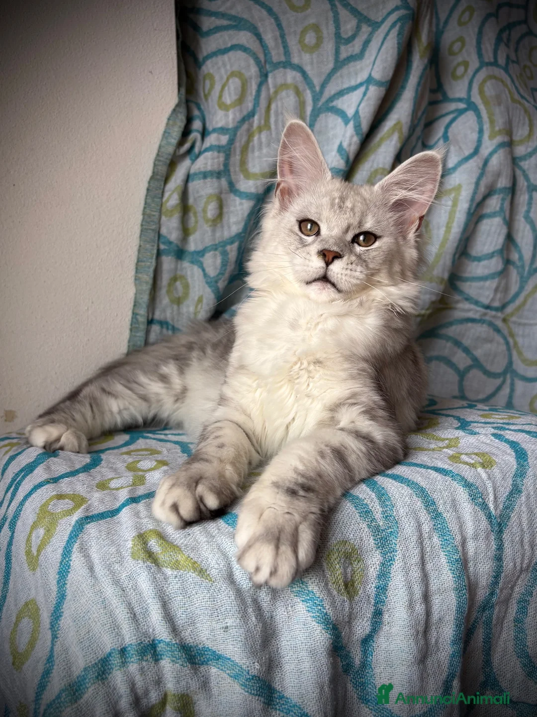 Maine Coon gatti in vendita: Splendida cucciola di Maine coon a Provincia di Verona - Annuncio 1