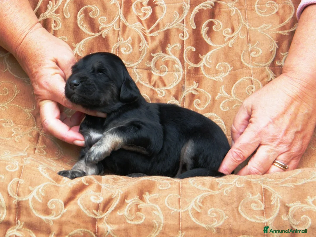 Levriero cani in vendita: LEVRIERO AFGANO BELLISSIMI CUCCIOLI - Annuncio 16