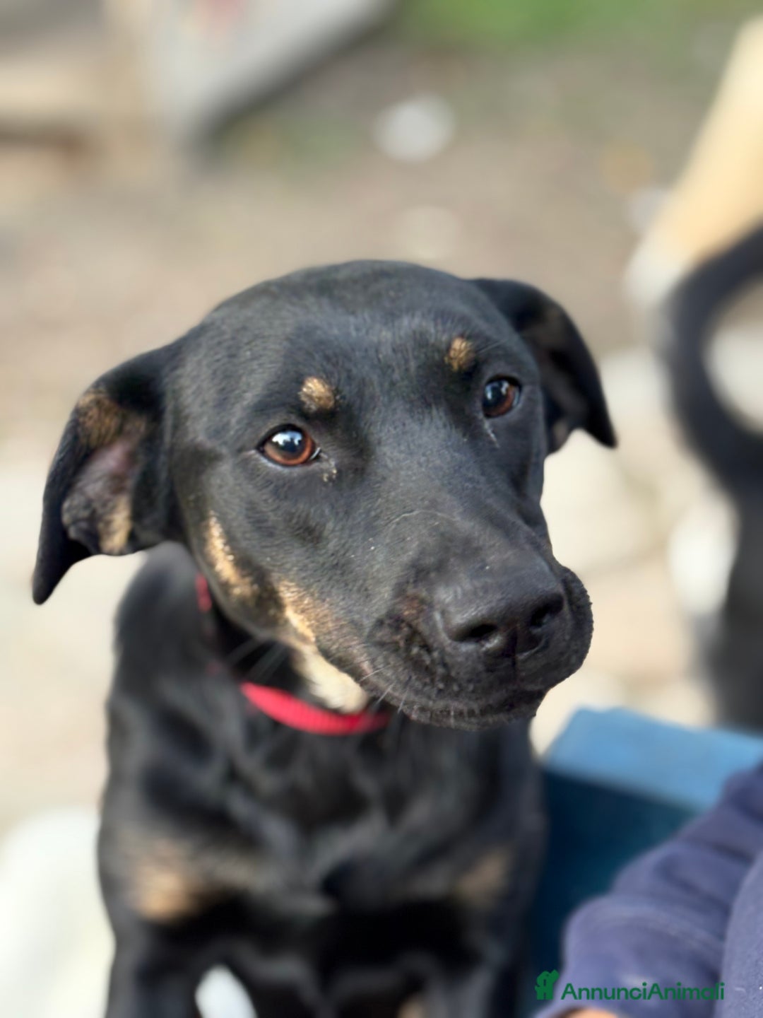 Altre razze cani in regalo: Alex e Susy cuccioli di 5 e 10 mesi cercano casa - Annuncio 11