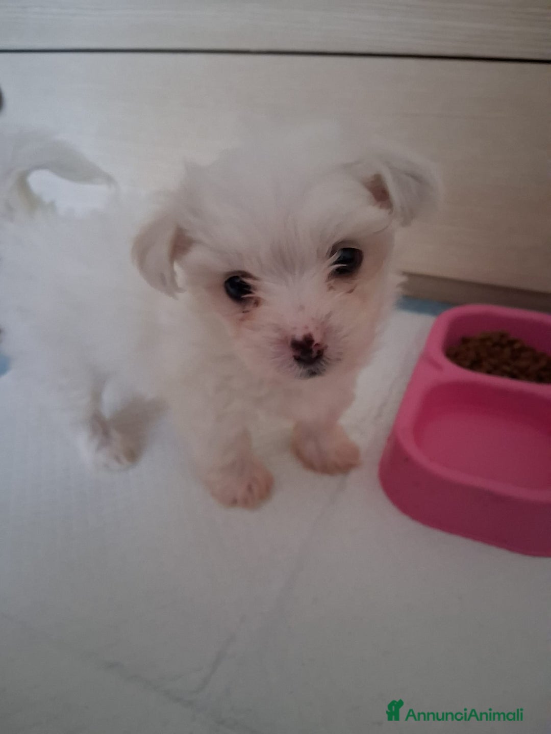 Maltese cani in vendita: Cucciole Maltese  - Annuncio 3