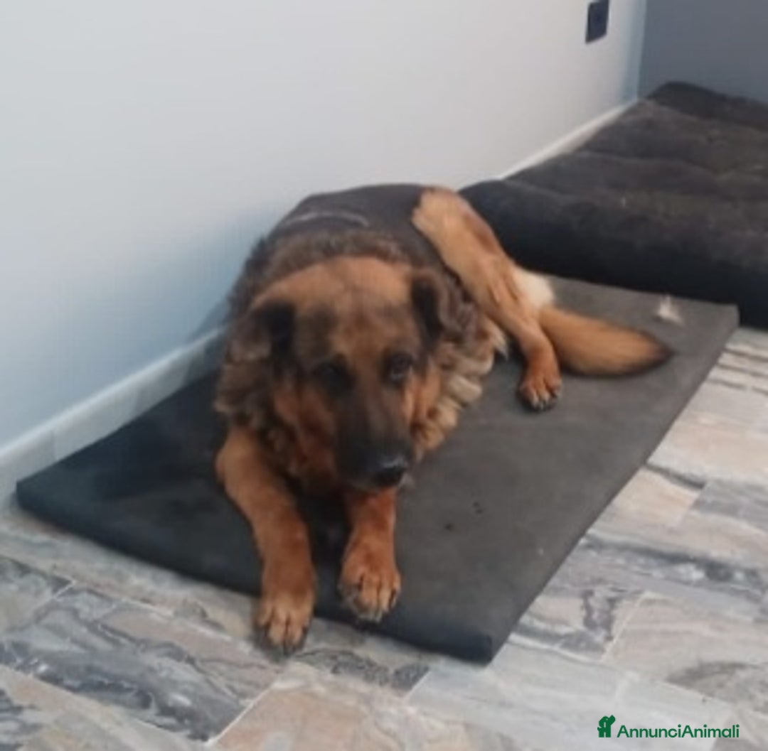 Meticcio cani in regalo: Pastore 11anni PRESTO TORNA IN CANILE.ROMA URGENTE - Annuncio 3