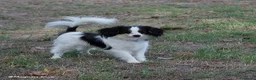Papillon cani in vendita: Maschio di Phalène - Annuncio 3