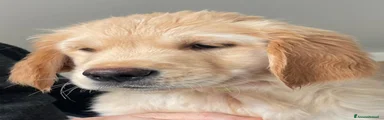 Golden Retriever Cucciolo 1