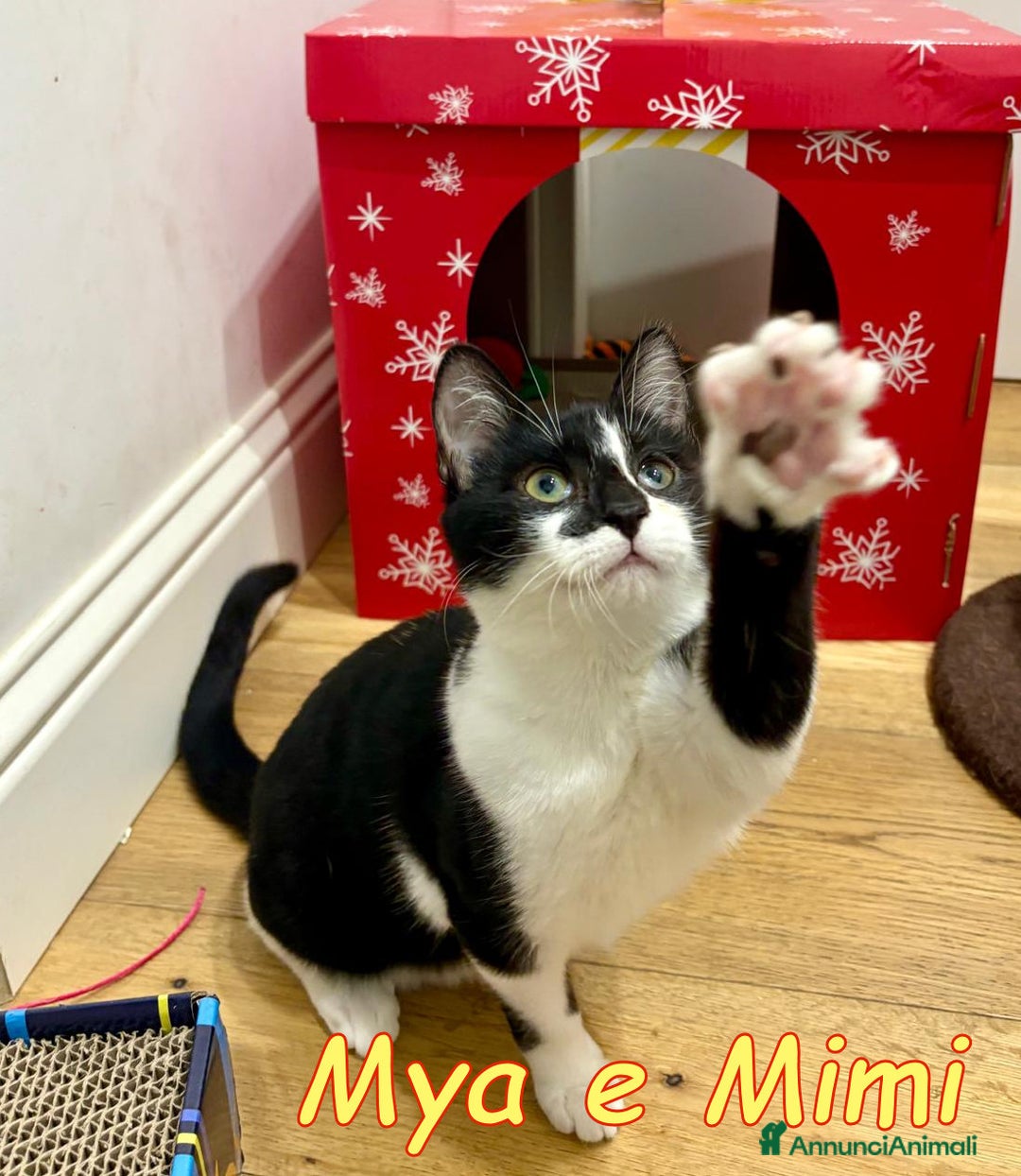 Europeo gatti in regalo: MYA E MIMI URGENTE CERCANO CASA - Annuncio 8