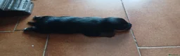 Yorkshire cani in vendita: Cuccioli maschi di yorkshire  - Annuncio 2