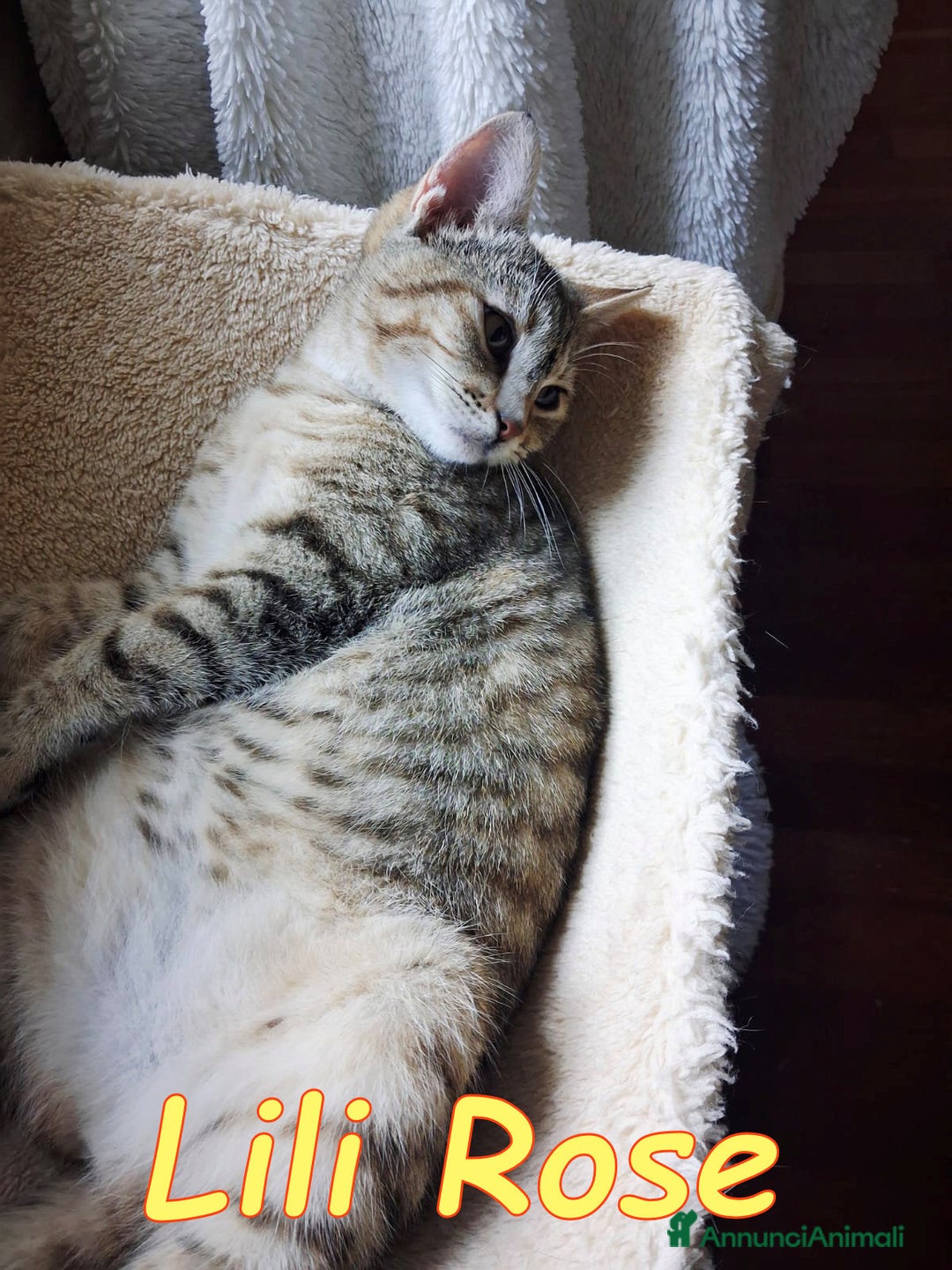 Europeo gatti in regalo: 𝗟𝗶𝗹𝗶 𝗥𝗼𝘀𝗲 💞𝗔𝗗𝗢𝗧𝗧𝗔 𝗟' 𝗔𝗠𝗢𝗥𝗘! - Annuncio 6