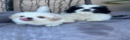 Pechinese cani in vendita: Cuccioli pechinese 2 femmine - Annuncio 2