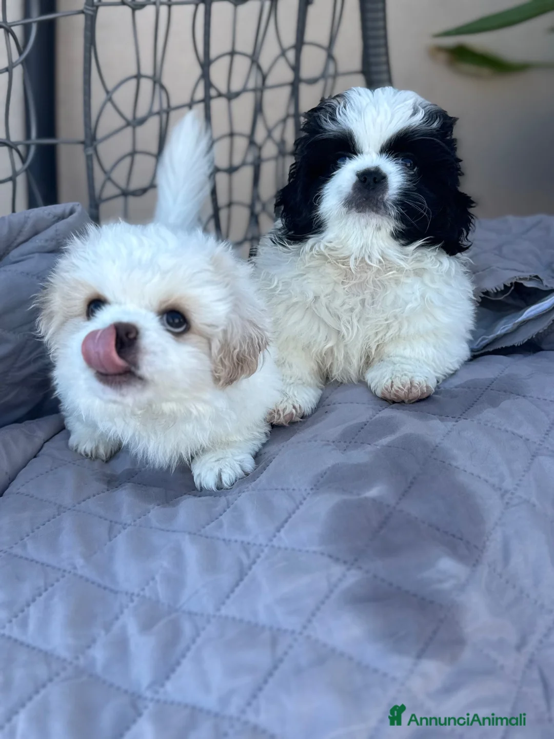 Pechinese cani in vendita: Cuccioli pechinese 2 femmine - Annuncio 2