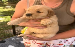 Golden Retriever cani in vendita: Cuccioli Golden Retriever Americani 🇺🇸 a Città Metropolitana di Bologna - Immagine 9
