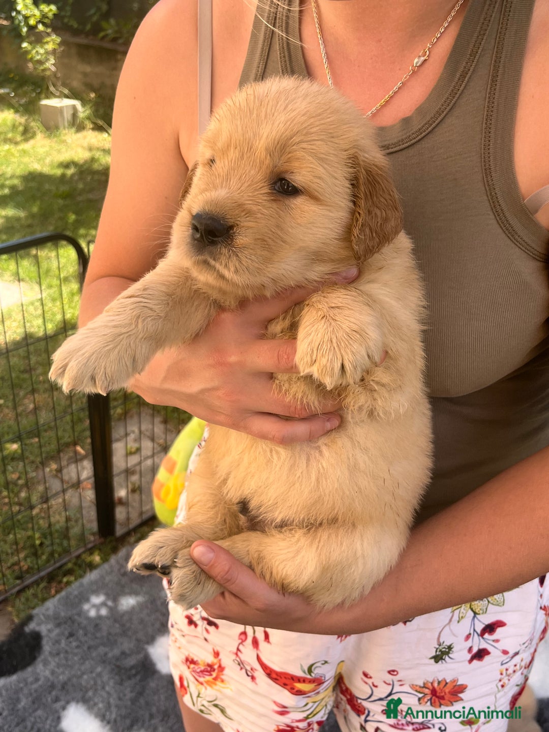 Golden Retriever cani in vendita: Cuccioli Golden Retriever Americani 🇺🇸 a Città Metropolitana di Bologna - Immagine 9