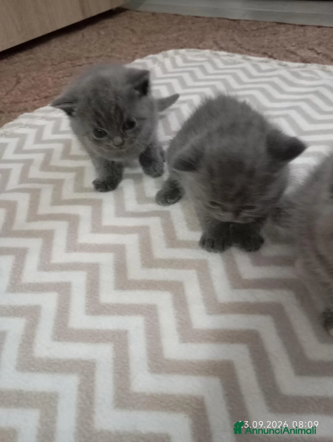British gatti in vendita: BRITISH SHORTHAIR IN PRENOTAZIONE  - Annuncio 3
