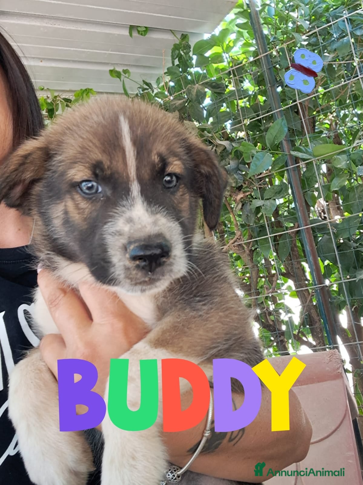 Meticcio cani BUDDY dolce monello a Provincia di Padova - Annuncio 2