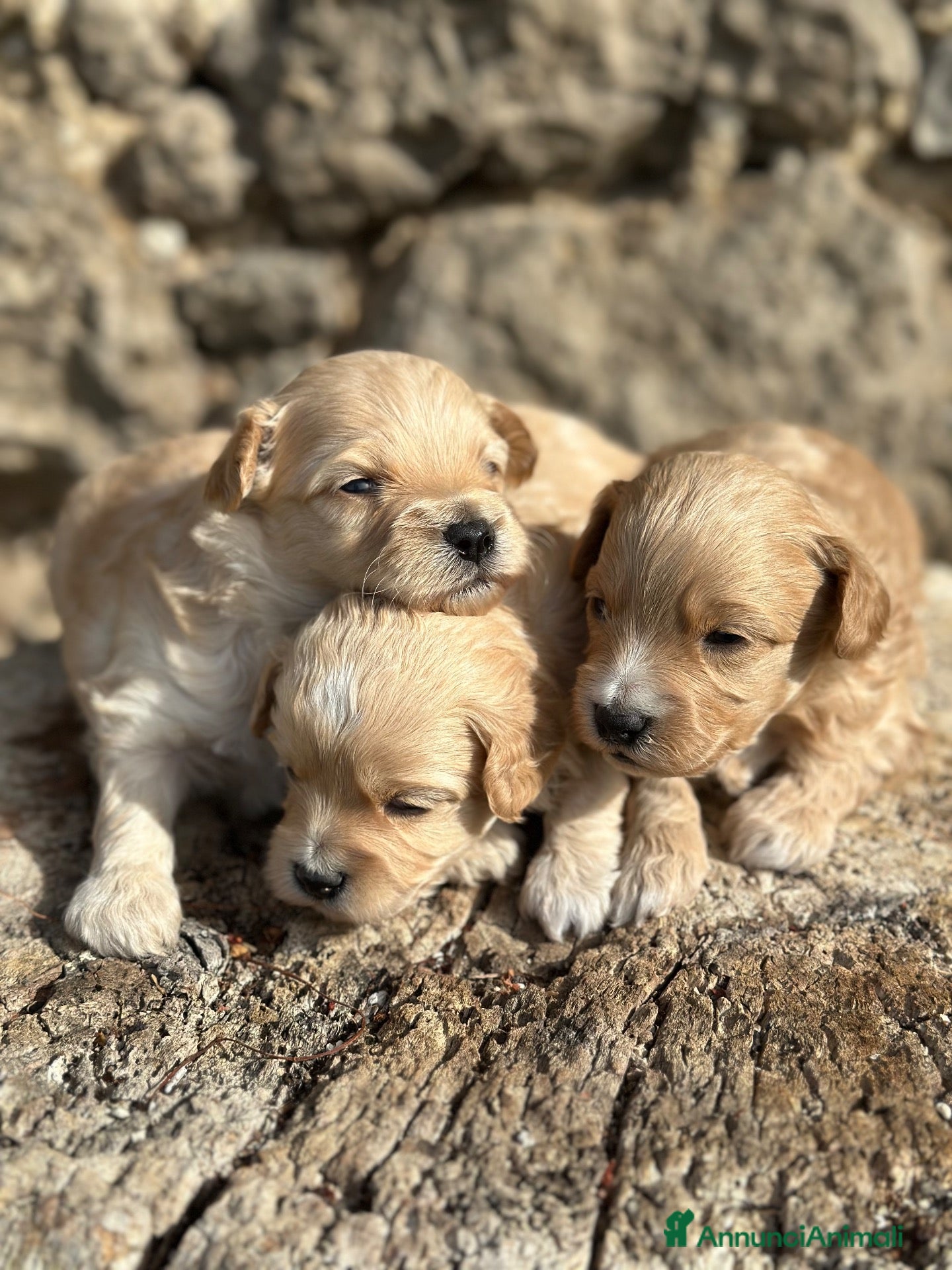 Maltipoo cani Maltipoo - Annuncio 1