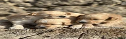 Maltipoo cani in vendita: Maltipoo - Annuncio 1