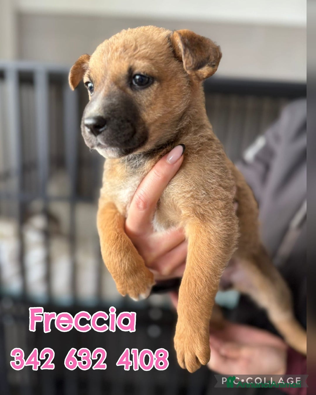 Meticcio cani in regalo: FRECCIA🩷-cucciolina futura taglia media cerca 🏠  - Annuncio 1