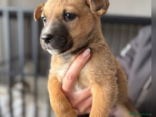 Meticcio cani FRECCIA🩷-cucciolina futura taglia media cerca 🏠 - Annuncio 15