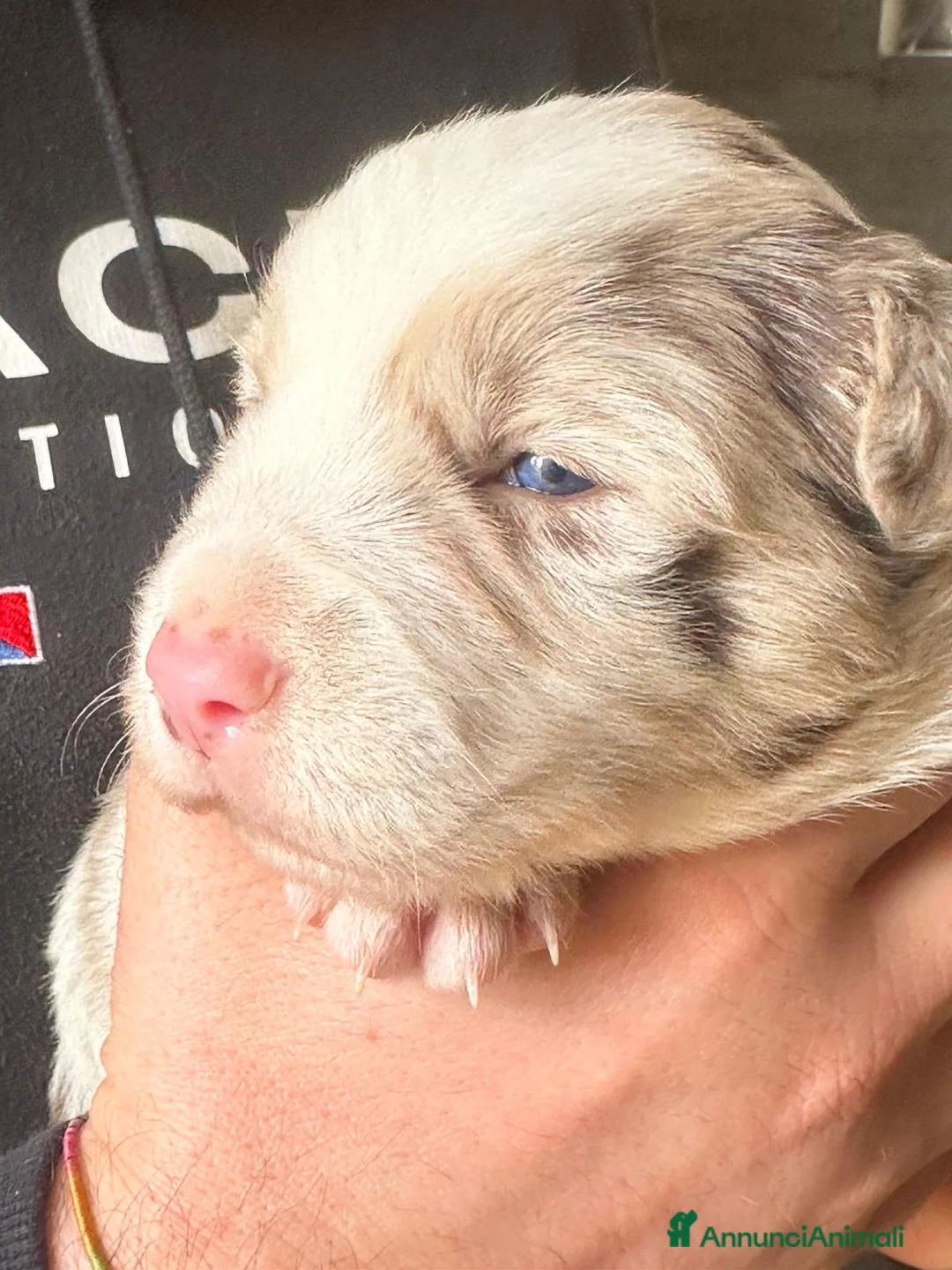 Border Collie cani in vendita: Cuccioli border collie  - Annuncio 7