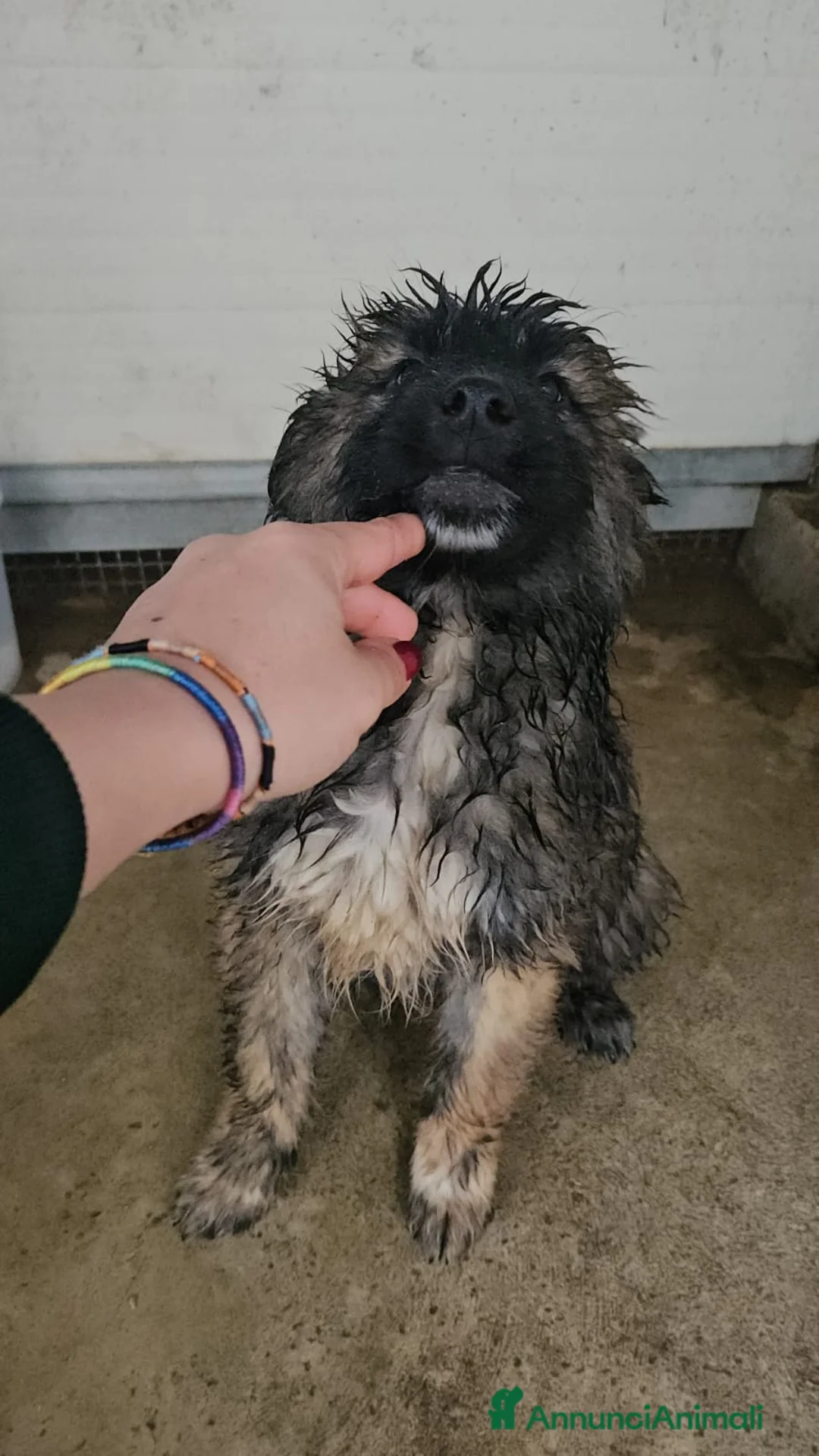 Meticcio cani in regalo: Bobby: 4 mesi taglia grande  - Annuncio 3