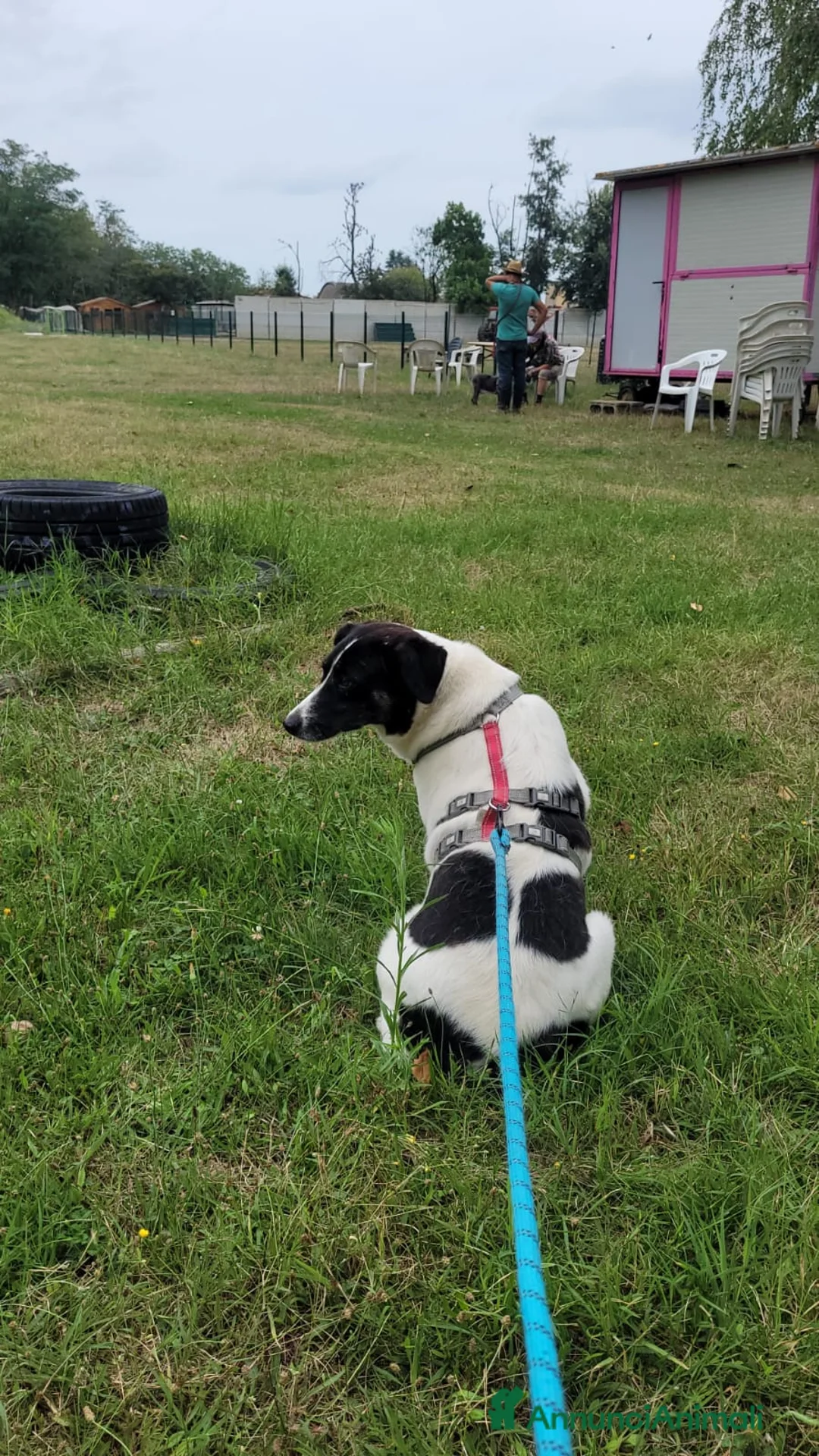 Meticcio cani in regalo: Splendida meticcia - COOKIE a Città metropolitana di Milano - Annuncio 3