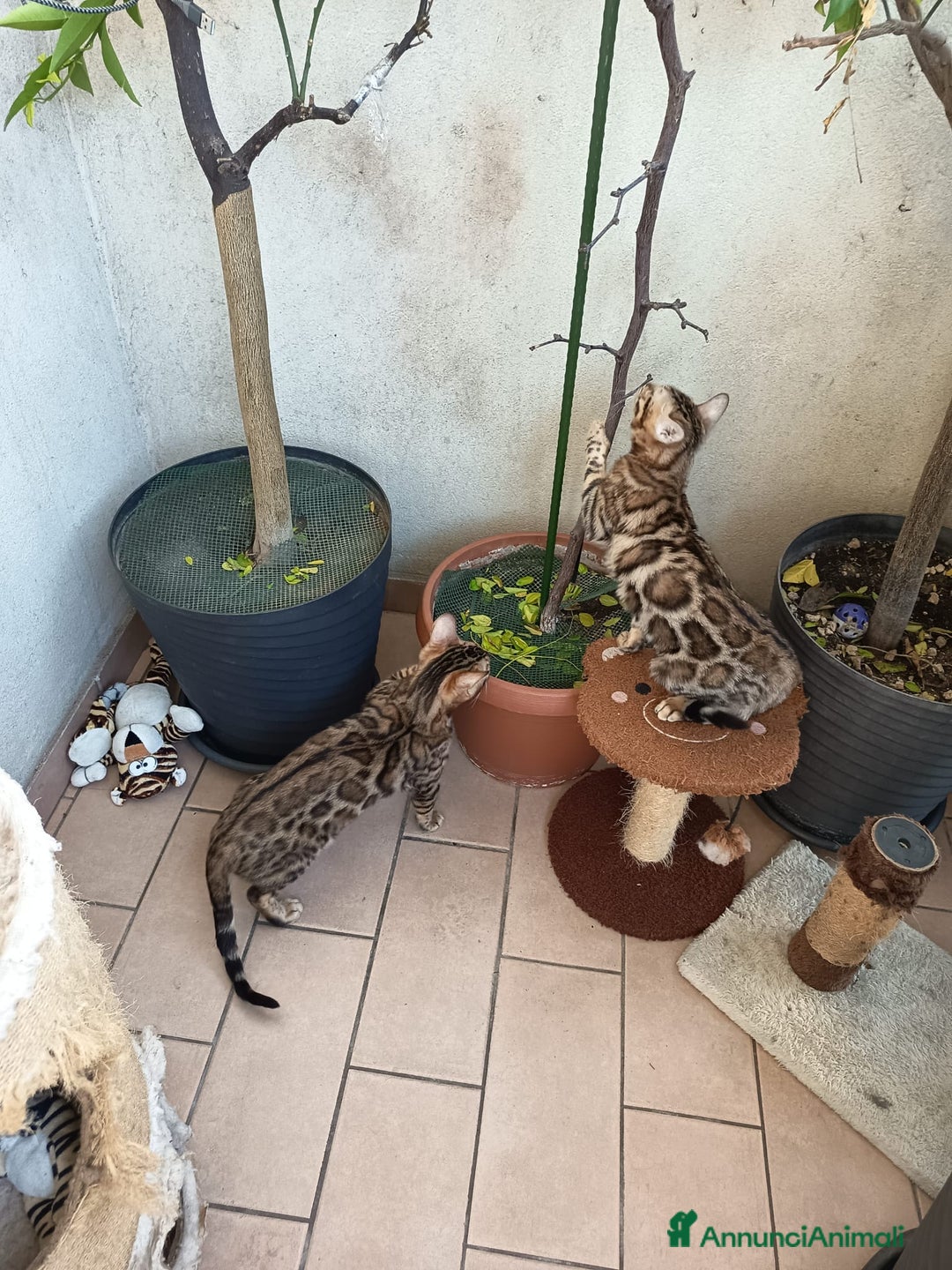 Bengala gatti in vendita: Cuccioli bengala - Annuncio 3