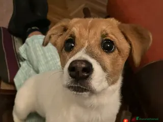 Jack Russell cani CHLOE, cucciola mix JACK RUSELL cerca aiuto. - Annuncio 1