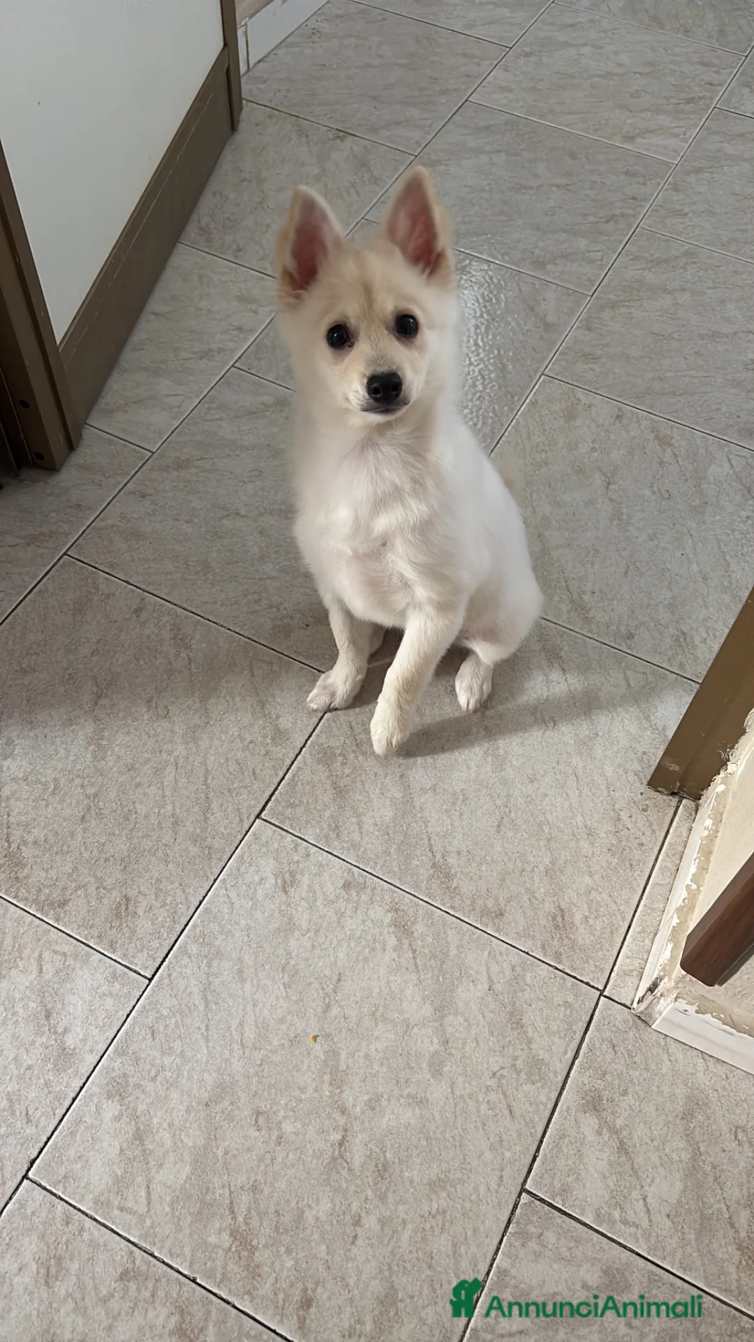 Meticcio cani in vendita: Volpino spriz  a Città Metropolitana di Napoli - Annuncio 3