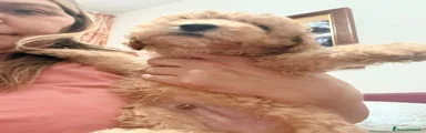 Barboncino 1
