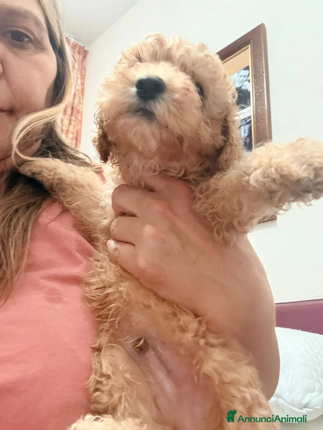 Barboncino cani in vendita: Splendidi Cuccioli di Barboncino Maschi a Città metropolitana di Roma Capitale - Annuncio 2