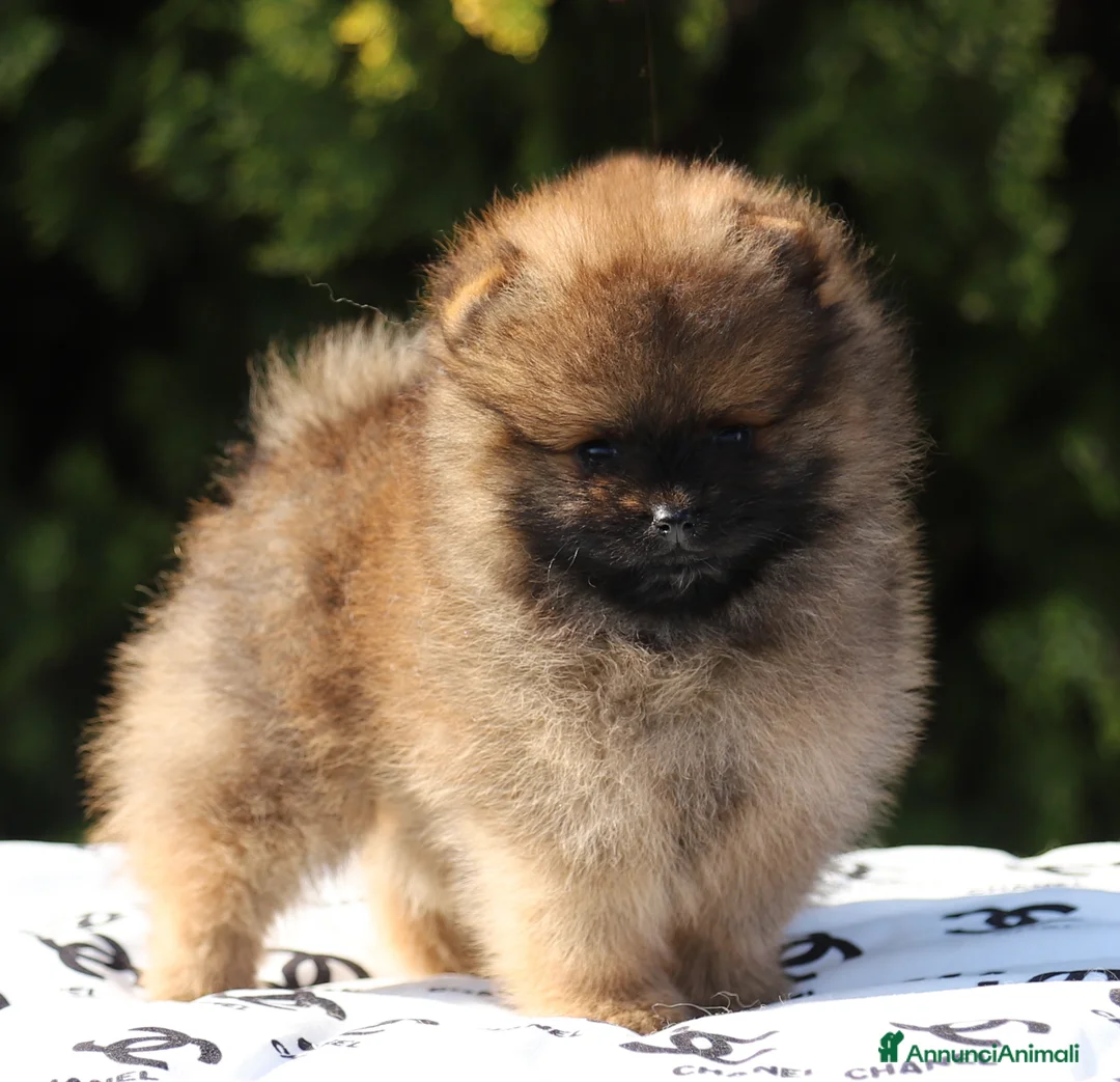 Volpino Pomerania cani in vendita: Maschio Spitz Nano Pomerania - Annuncio 2