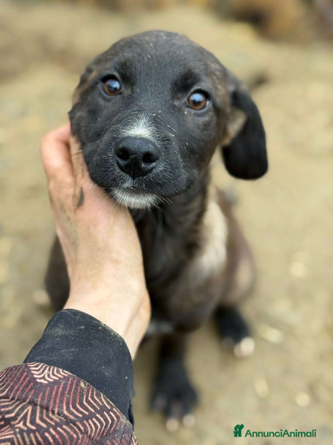 Meticcio cani in regalo: RAYNA, cucciola super coccolona! 3 MESI E MEZZO - Annuncio 2