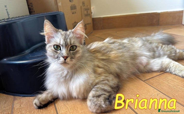 Persiano gatti a Provincia di Alessandria - Annuncio 2