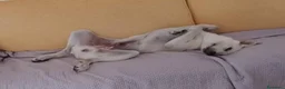 Meticcio cani in regalo: Mix Labrador 5mesi ok gatti EMERGENZA CASA! NUORO - Annuncio 2