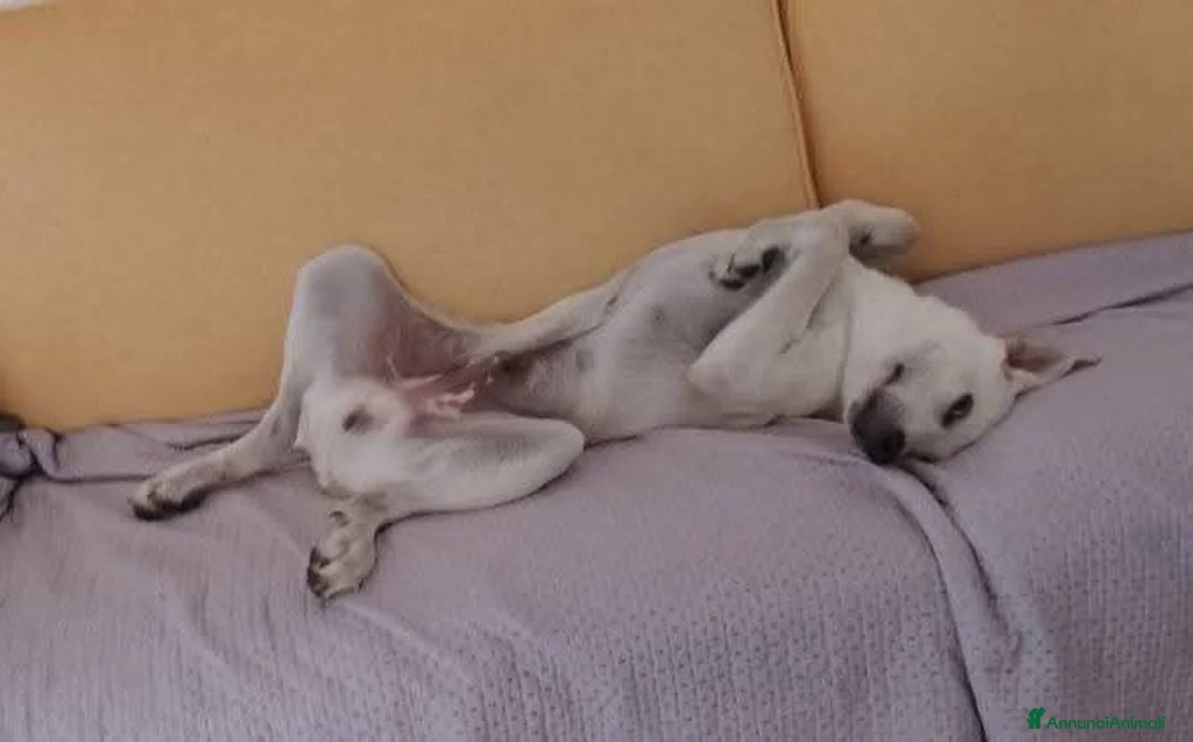 Meticcio cani in regalo: Mix Labrador 5mesi ok gatti EMERGENZA CASA! NUORO - Annuncio 2